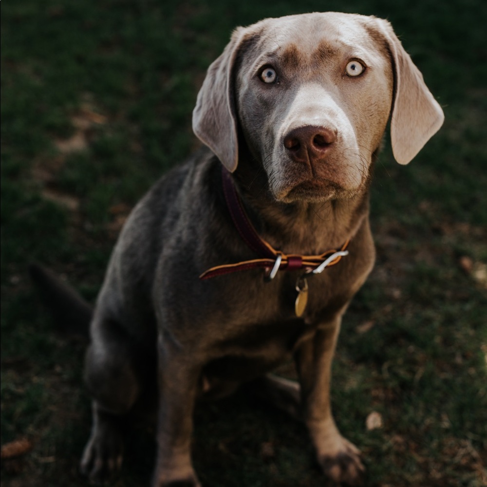 Ruffwear Collar